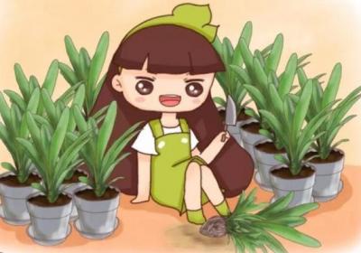 君子兰铁线莲…这么贵你还买？随手掰一下,立马1盆变10盆！