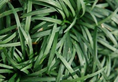 玉龙草怎么种植