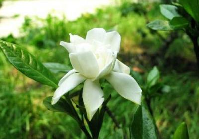 栀子花开完花怎么修剪