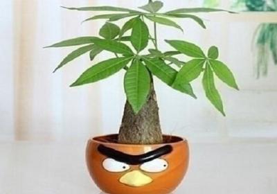 发财树用什么土最好呢