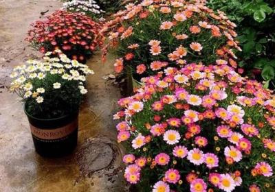 她把1种花养到无敌,赛过别人10个花园！