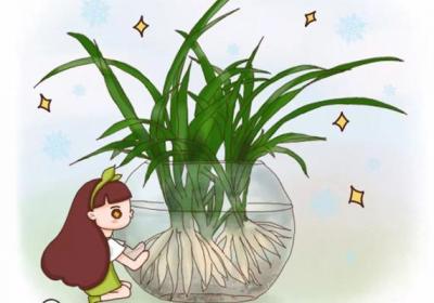 她家的吊兰根比火腿粗,~花盆都撑裂了~秘诀竟是这个！