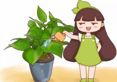 浇花掺点小东西,绿萝文竹…长疯了,呼呼直蹿20米！