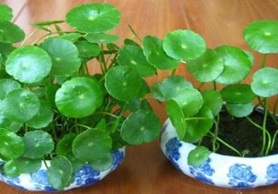 水培铜钱草分盆分株的方法