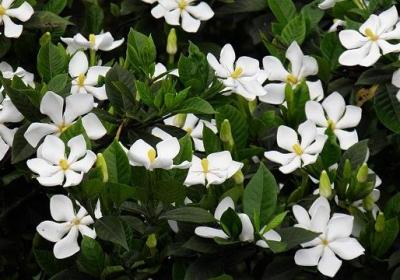 怎样让栀子花快开花