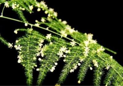 文竹的繁殖方法