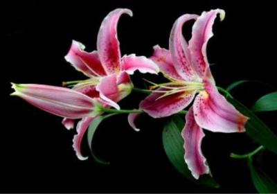 百合花的繁殖方法