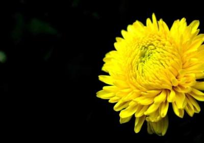 菊花怎么养