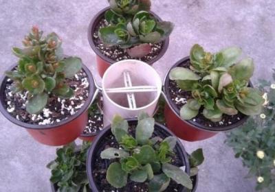 阳台太小咋养花？1根管子弯个铁丝,做个立体花架吧！