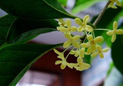 桂花怎么养