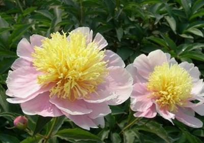 芍药怎么养
