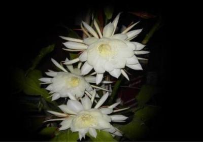 昙花怎么养