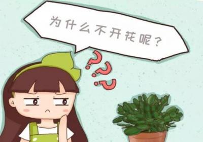 栀子君子兰……3年不开花？不做这1点,别想开花！