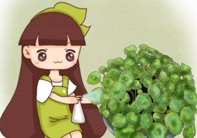 浇水加勺糖,叶子绿得流油,片片巴掌大！