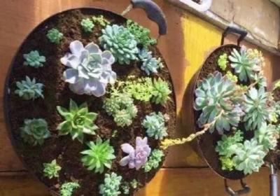 铁锅种多肉,茶壶来养花…家里的破烂都变成花盆了！