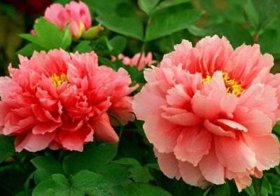 牡丹花的播种方法