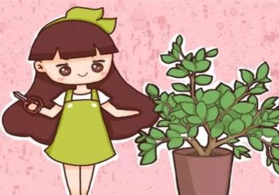 栀子月季咔嚓1刀,花苞多到爆,枝都压弯了！