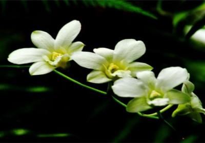 兰花花期如何管理