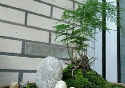 文竹夏天怎么养