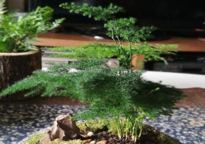 用什么水浇文竹最好