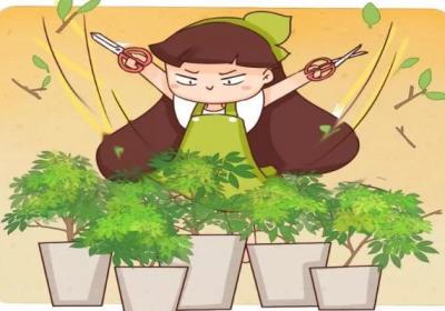 春天给花剪个小平头,花越长越旺,猛长叶爆开花！