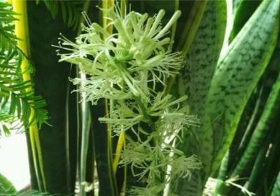 邻居家的虎皮兰窜到1米高,又开花又结果！你家的却不长,咋回事？