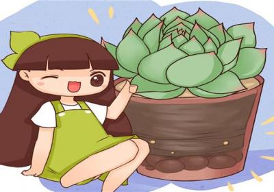 月季多肉...从牙签苗到撑爆盆,30天就搞定！