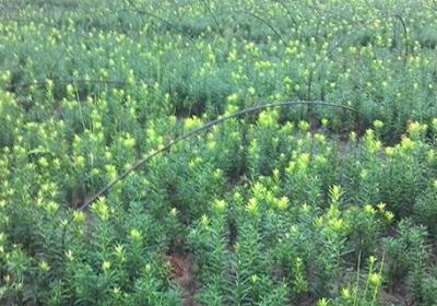 曼地亚红豆杉用什么肥料