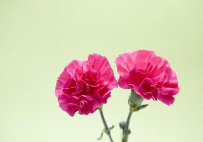 怎么让康乃馨快速开花
