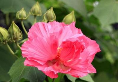 芙蓉花叶子蔫了怎么办