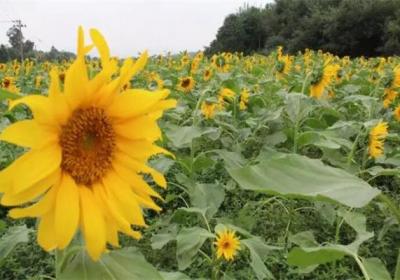 春天种1棵向日葵,花比脸盆还大,竟然收获10斤瓜子！