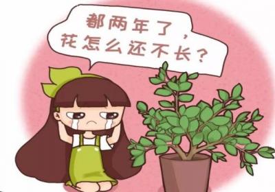 多肉君子兰…长太慢？随手撒点它,立马疯长爆盆！