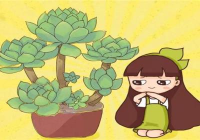 多肉老桩太贵了！只需4步,小苗立马变老桩,不花1分钱！