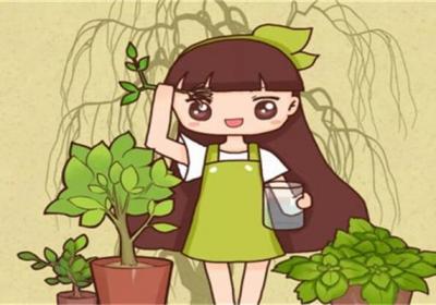 绿萝栀子…总发黄？神仙水里泡一下,叶子油亮疯狂开花！