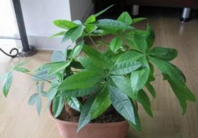 发财树不用买,掐个枝插土里就活,10天冒出大白根！
