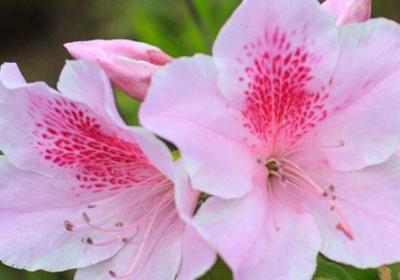 杜鹃花夏天怎么养