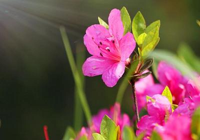 如何延长杜鹃花的花期