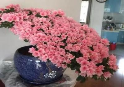 100年的杜鹃开花千朵,15年的三角梅8层楼高,咋养的？