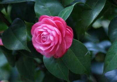 茶花开花后怎么养护