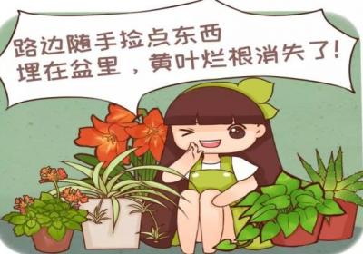路边捡点小东西,养花不烂根,噌噌开爆盆！