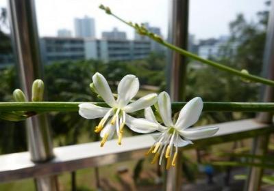 吊兰开花了怎么打理
