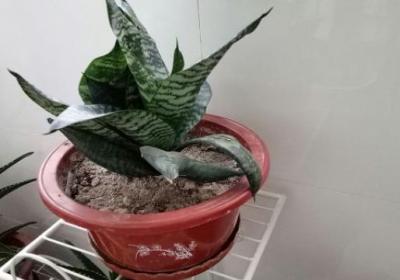 虎皮兰多久浇一次水