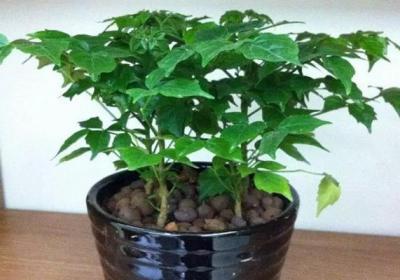 用这些水浇花,绿萝君子兰猛蹿疯长,再也不用买营养液啦！