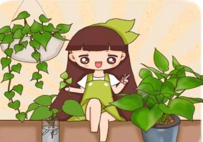 绿萝栀子超级扦插大法,100%活！
