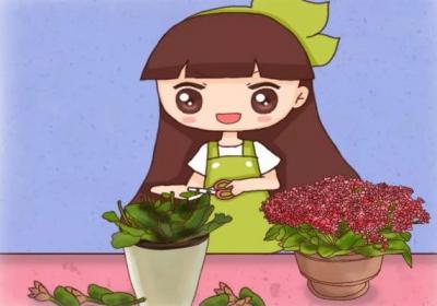 长寿蟹爪兰…开花后剪1刀,养1盆旺1盆,想咋开就咋开！
