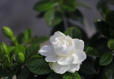 栀子花用什么盆养