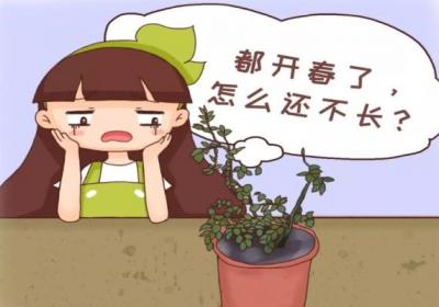 月季兰花…轻轻掰一下,10天冒小芽,1个月就爆盆！