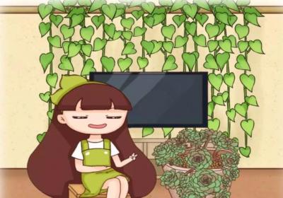 绿萝窜上墙,多肉胖成球,栀子开满枝,服了！