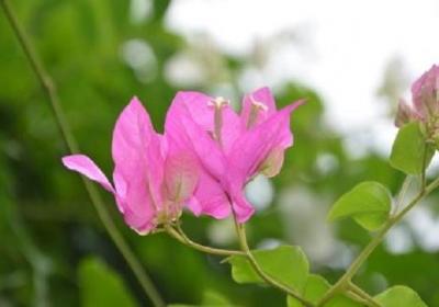 三角梅开花后怎样修剪