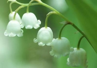 铃兰开花后怎么办